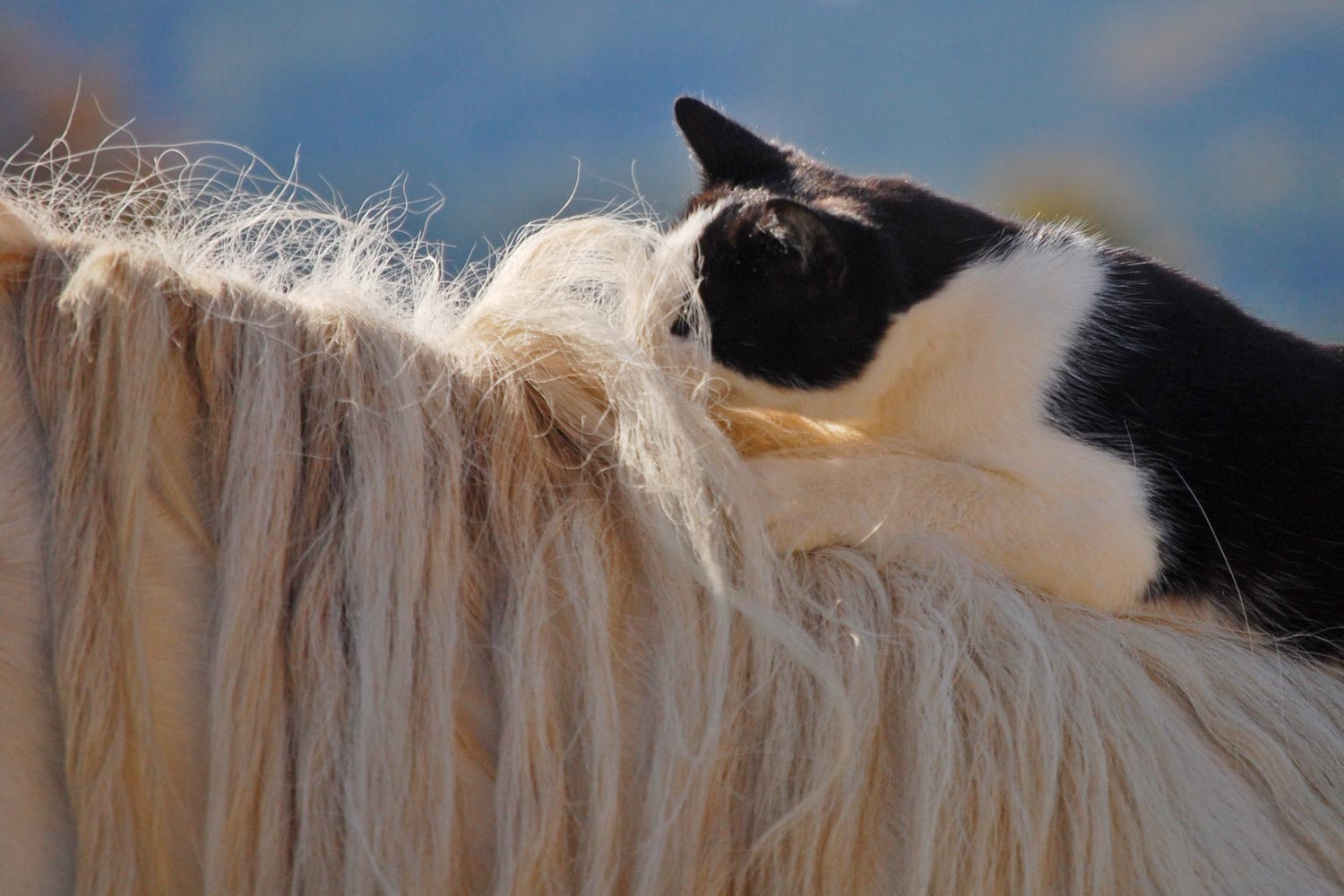 Denise Tombers Fotograf Ausschnitt Katze liegt auf Pferdehals