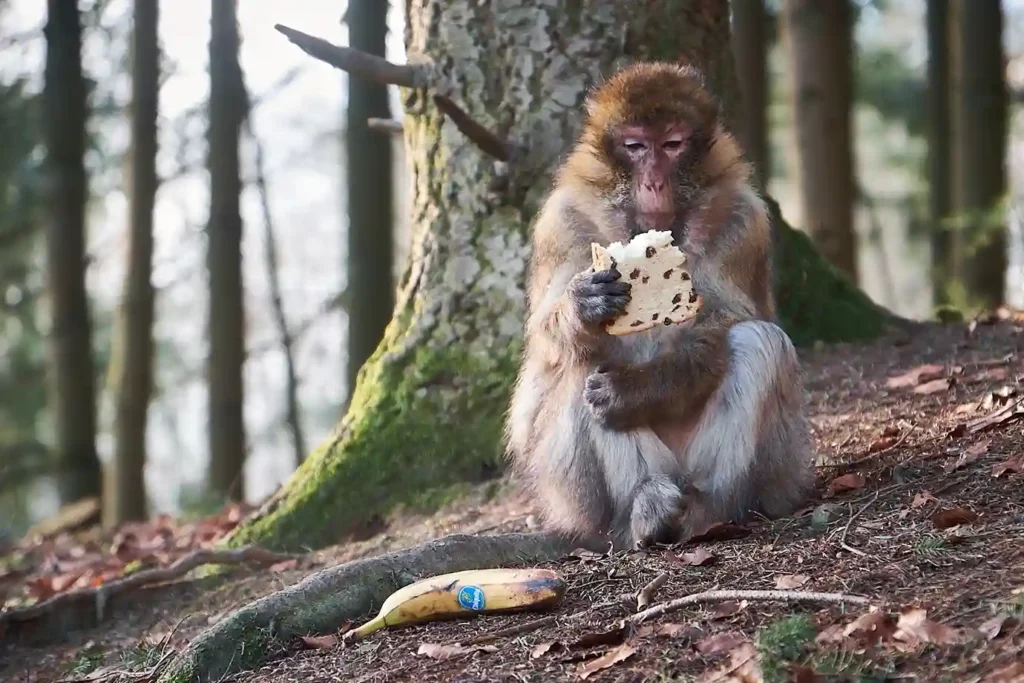 Ein Affe sitzt auf dem Boden und isst Brot