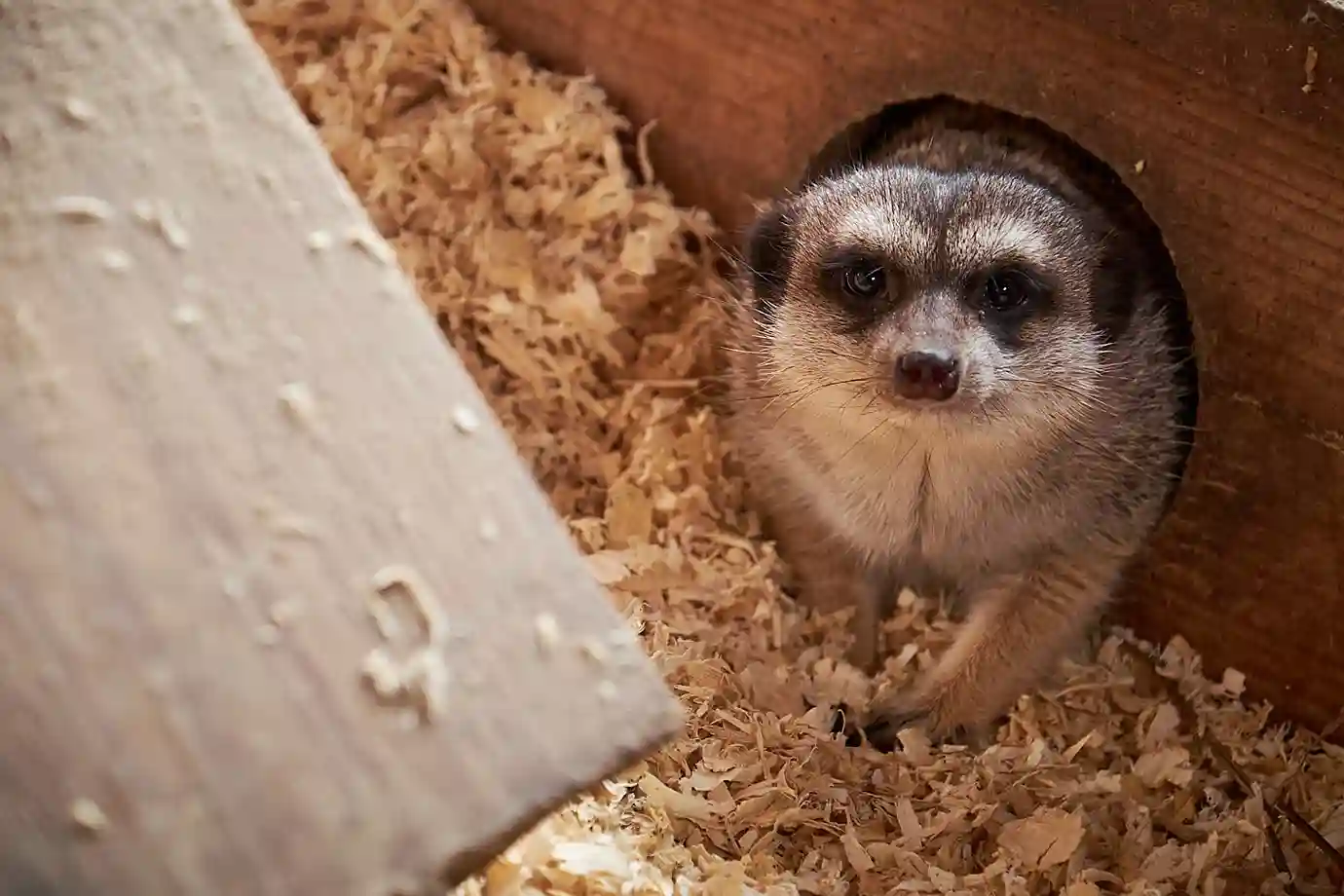 denise_tombers_fotografin_DT_Wildpark_Daun_01_1060_363_2_11zon