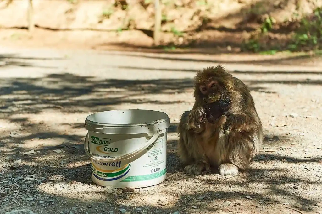 Ein Affe sitzt auf dem Boden und isst vor dem Eimer