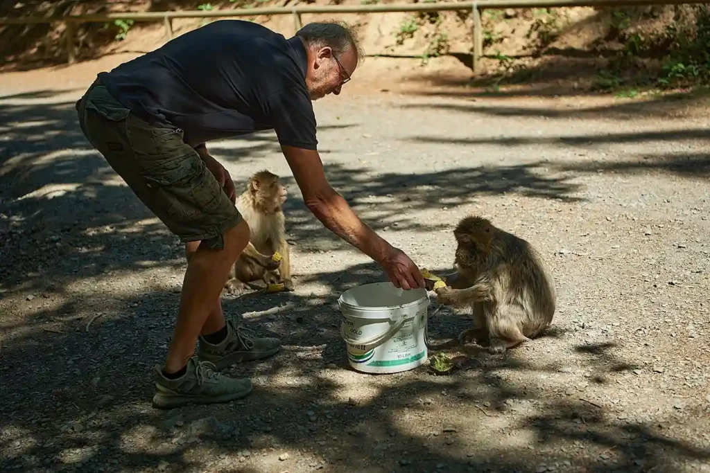 Ein Mann füttert Affen im Waldpark