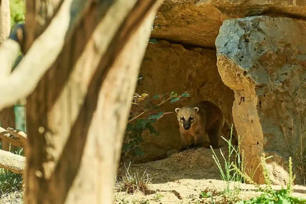 Ein Nasenbär läuft im Wildpark