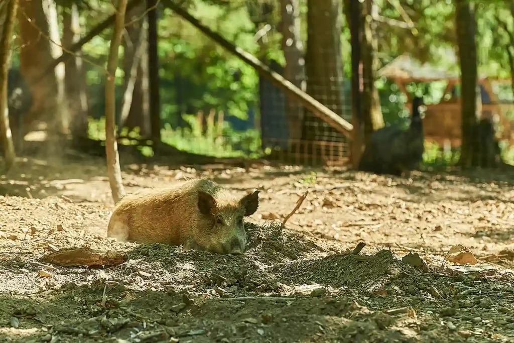 Ein Wildschwein liegt auf dem Boden im Wildpark