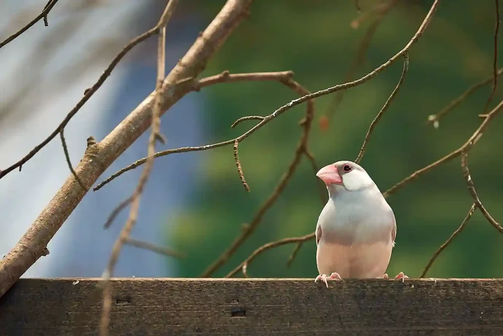 Eine Japanamadine sitzt auf einem Ast.