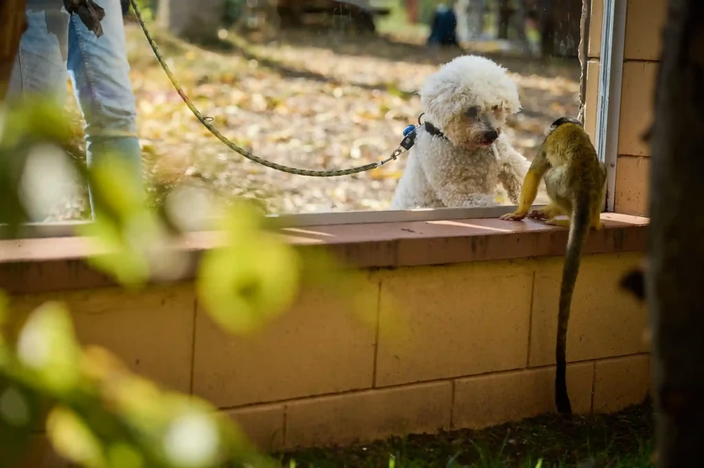 Ein Hund schaut neugierig einen Affen an im Zoo