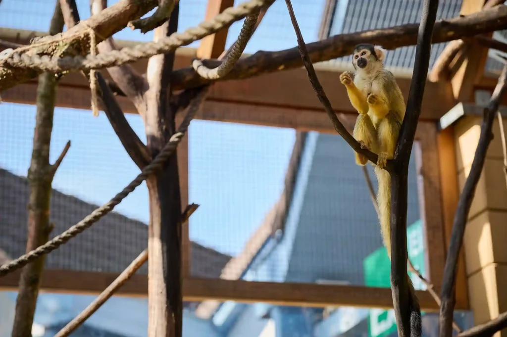 Ein Affe sitzt im Zoo und blickt aufmerksam um sich