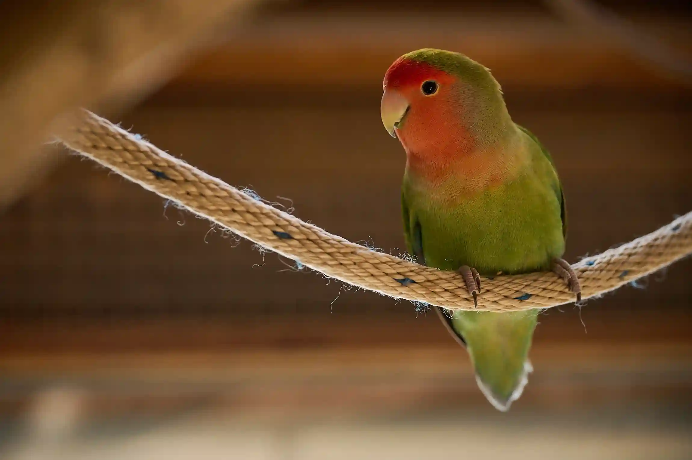 denisetombers_fotografin_DT_Wildpark_Daun_Image_1060_065_12_11zon