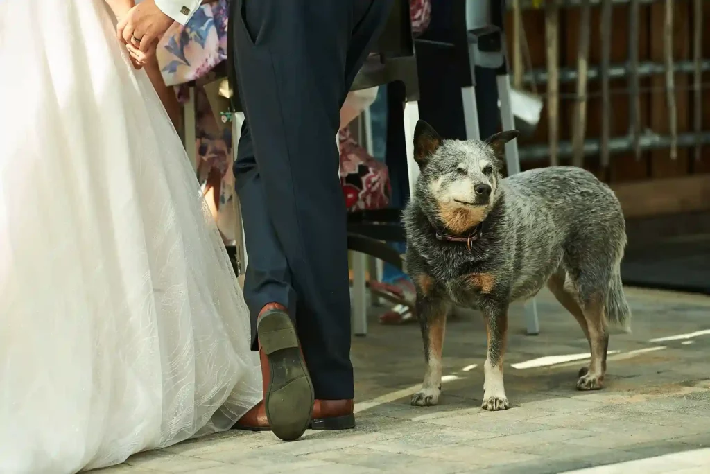 Brautpaar zusammen mit ihrem Hund