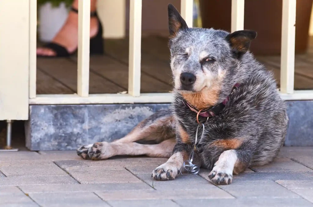 Ein Hund liegt entspannt auf dem Boden