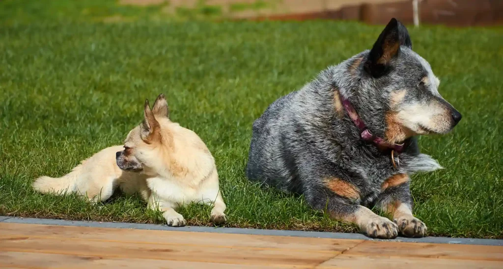 Zwei Hunde liegen entspannt auf dem Boden