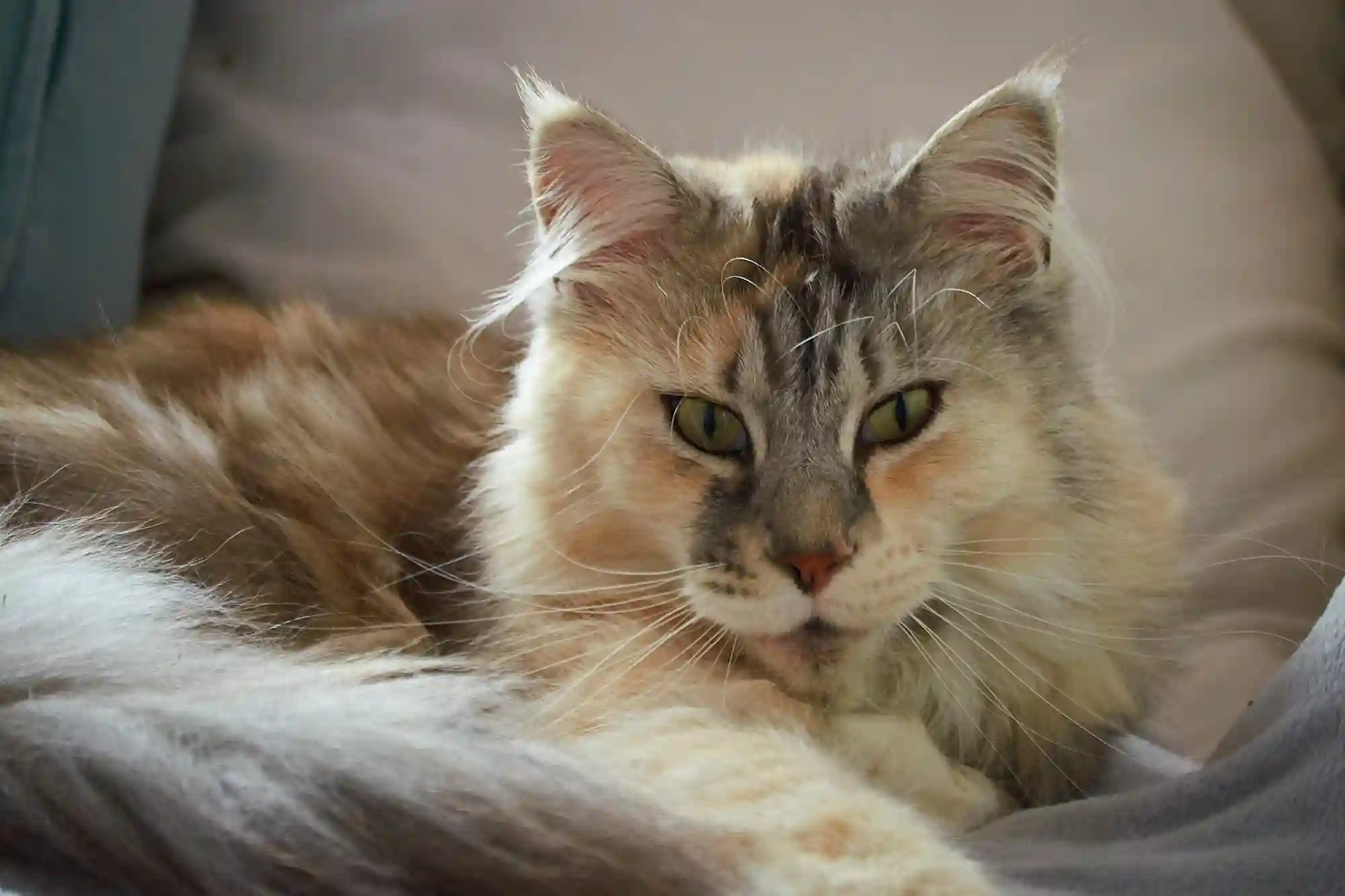 denisetombers_fotografin_Katze_Sofa_1039_182_11zon