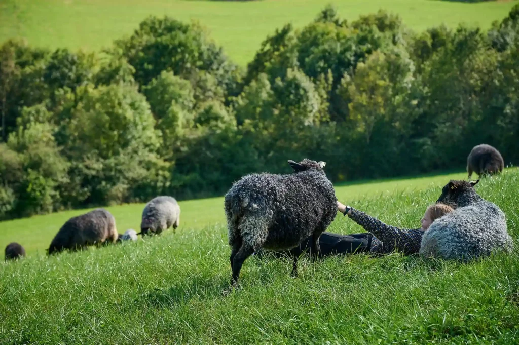 Mädchen liegen neben ein Schaf, weitere Schafe grasen im Hintergrund