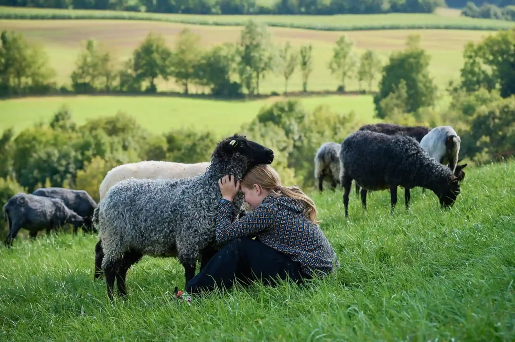 Mädchen sitzt im Gras und umarmt ein Schaf, weitere Schafe grasen im Hintergrund