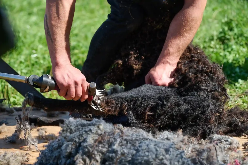Ein Mann schneidet das Fell von Schafen