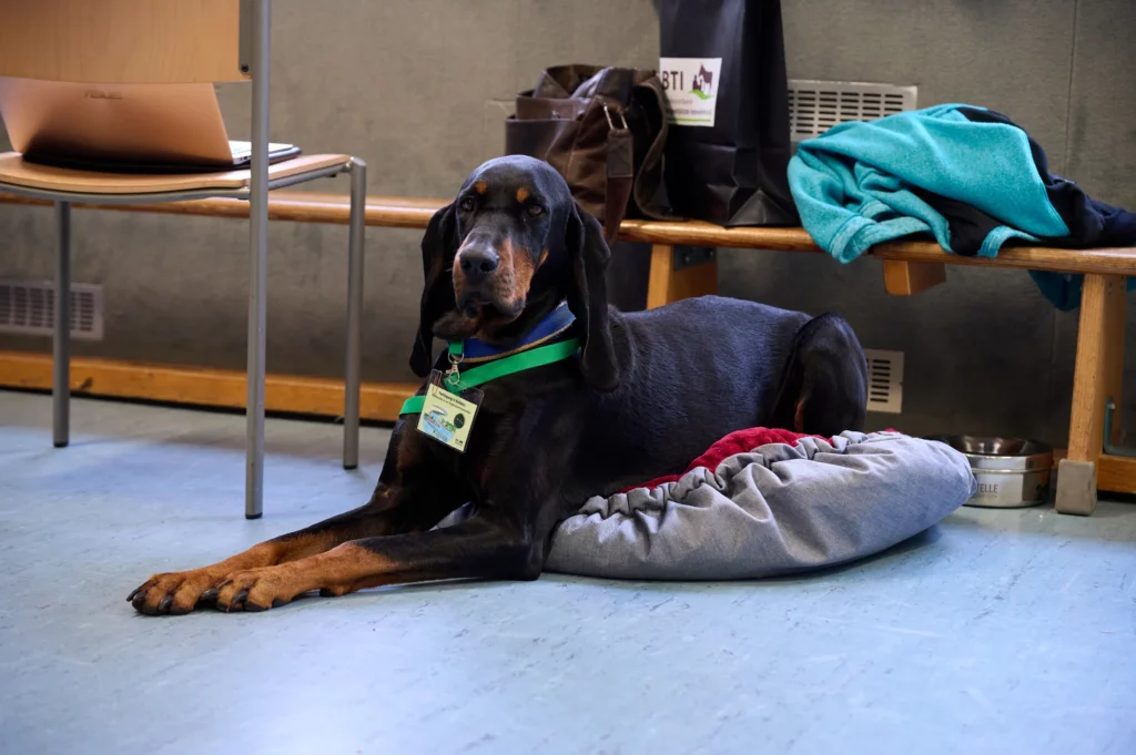 Ein schwarzer Hund liegen auf der Boden bei der Fachtagung in Koblenz.